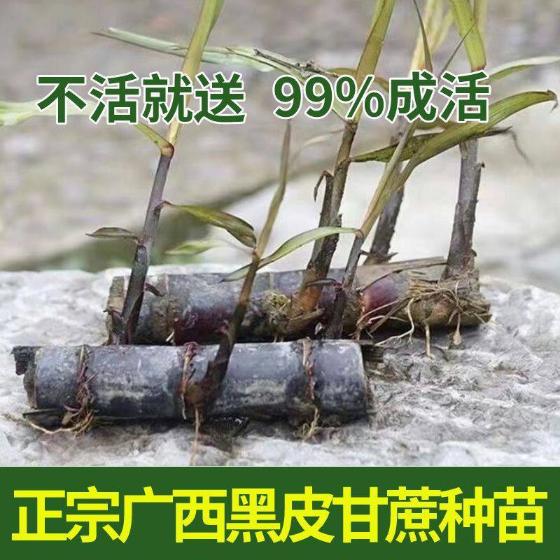 正宗广西水果黑皮甘蔗红皮甘蔗种苗高产盘栽甘蔗种子种植苗籽优良,鲜花速递/花卉仿真/绿植园艺,绿植,淘宝优惠券,粉丝福利购,淘宝优惠卷