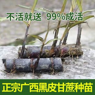 正宗广西水果黑皮甘蔗红皮甘蔗种苗高产盘栽甘蔗种子种植苗籽优良