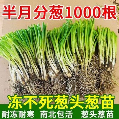 四季香葱根苗香葱苗阳台盆栽南北种植懒人盆栽分葱苗小香葱根苗葱