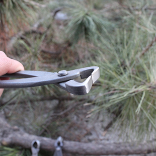 盆景工具球节剪日本球形树瘤球节钳盆景树枝修剪钳专业平口胡桃钳