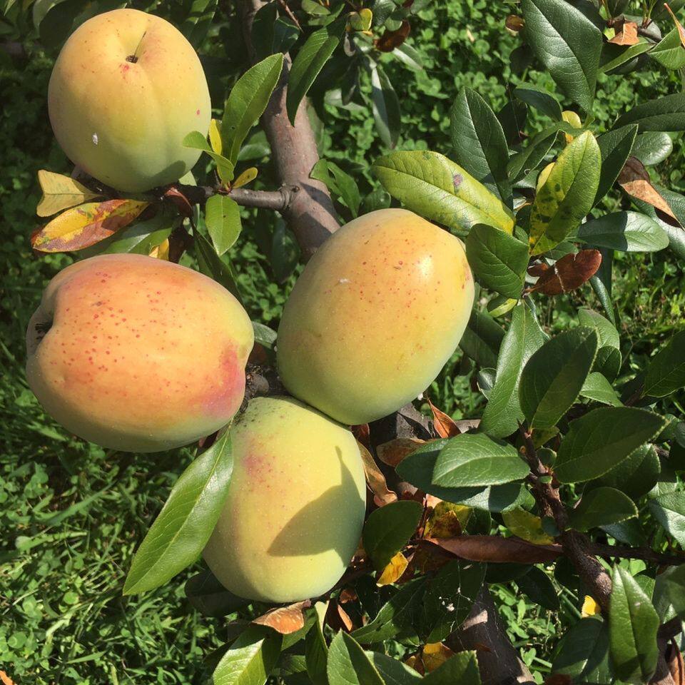 云南野生酸木瓜新鲜水果现摘现发红花木瓜凉拌生吃泡酒炖鸡酸木瓜