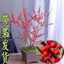 年宵花北美冬青盆栽老桩树苗真花带红果挂果期超长送授粉公树雄株