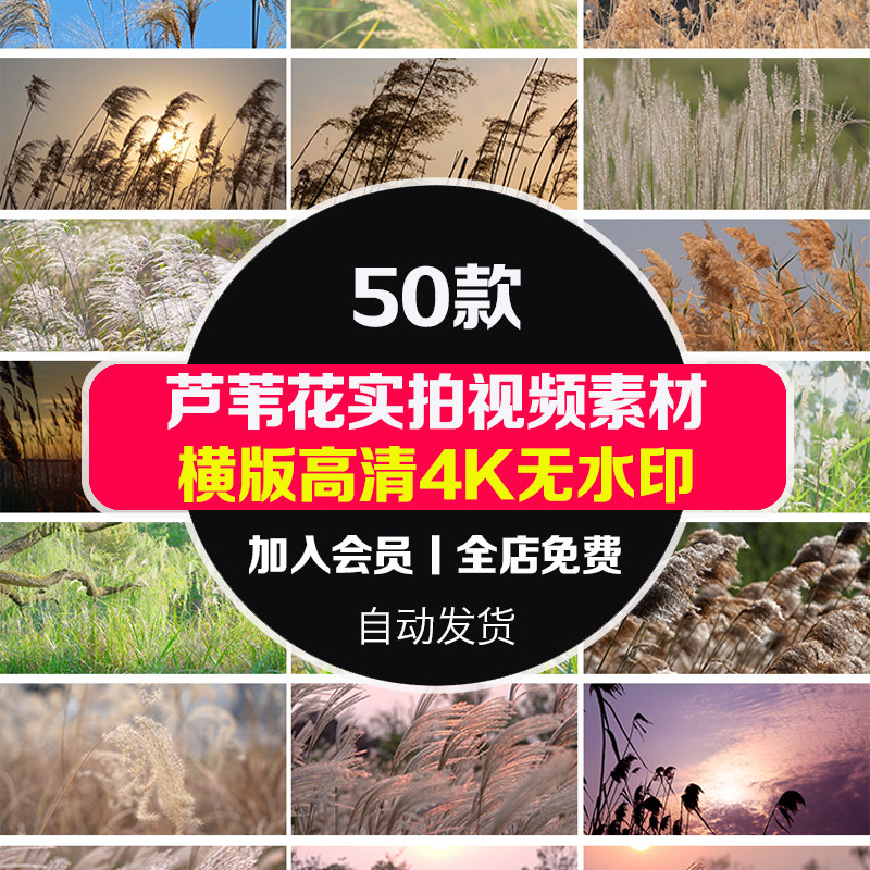 4k夕阳黄昏芦苇花唯美小清新秋天秋色芦苇荡摇摆自然风景视频素材