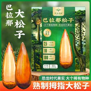 云南巴拉那松子拇指大松子云南巴拉那松巴西松子巴拉那松松果