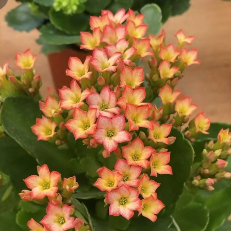 单瓣长寿花花苞水彩猫眼爱丽丝雷米艾登七彩糖条粉岩丁罗比橙冰岛