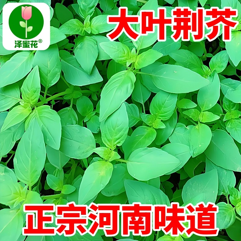 荆芥种子河南大叶荆芥菜种籽四季小青菜种籽农家田园盆栽蔬菜种子,鲜花速递/花卉仿真/绿植园艺,家庭园艺种子,淘宝优惠券,粉丝福利购,淘宝优惠卷
