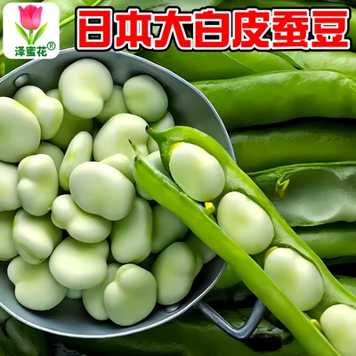 正宗日本大白皮蚕豆种子软糯香甜