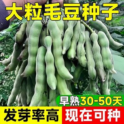 特早熟香嫩毛豆种籽正品原包装