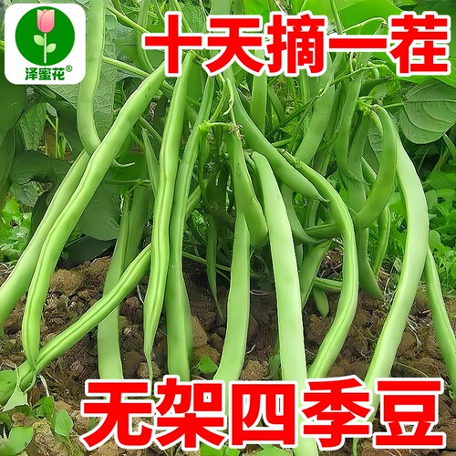 正宗太空无架豆种子正品原包装