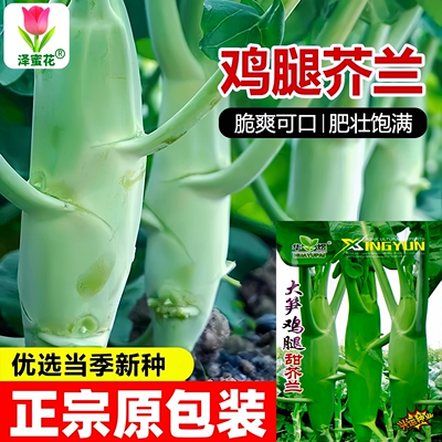 鸡腿芥兰菜种籽纤维少可多茬采收