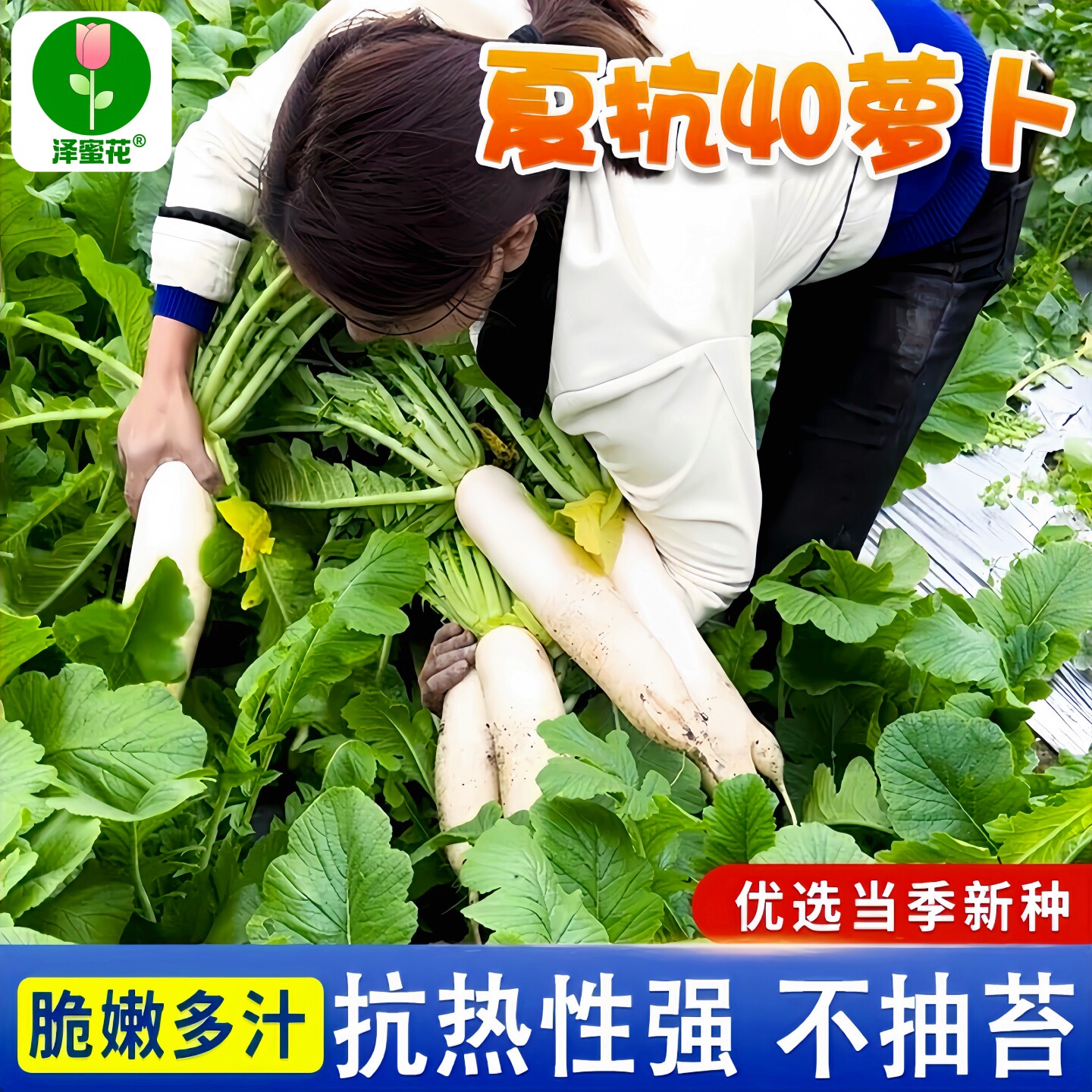 正品原包装夏抗40白萝卜种子早熟高产耐热白萝卜种籽大田蔬菜种孑