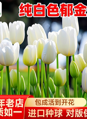 白色郁金香种球白雪公主精品大球水培植物阳台盆栽好养易活花种子