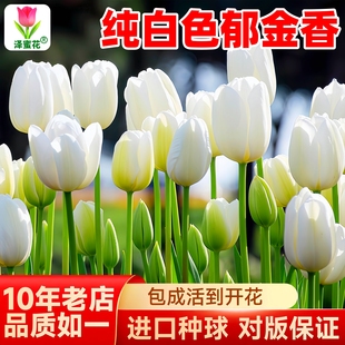 白色郁金香种球白雪公主精品大球水培植物阳台盆栽好养易活花种子