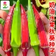 水果秋葵种子奶油黄秋葵种籽早熟高产红秋葵补肾果阳台小院蔬菜种