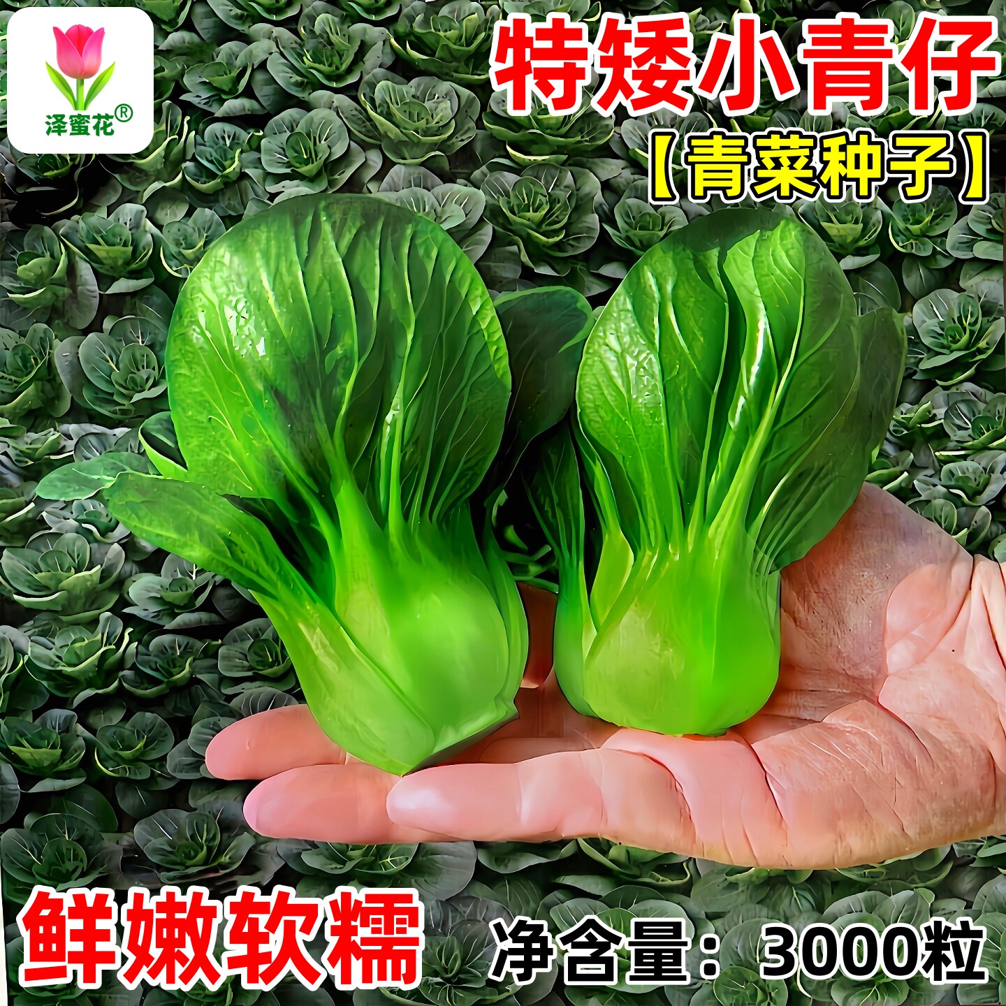 【3000粒装】特矮小青仔青菜种子图片