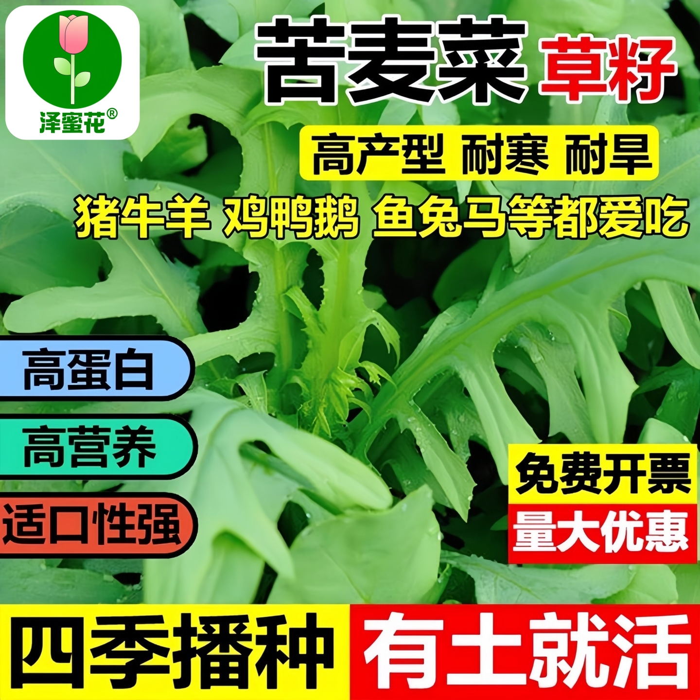 进口多年生苦麦菜种子厂家批发