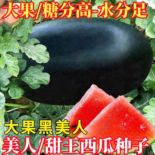 正宗黑美人西瓜种子正品原包装