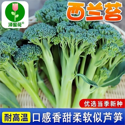 多茬采收西兰苔菜种子正品原包装