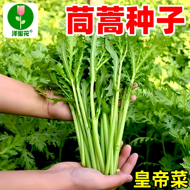 茼蒿种子大全耐寒蔬菜种子皇帝菜