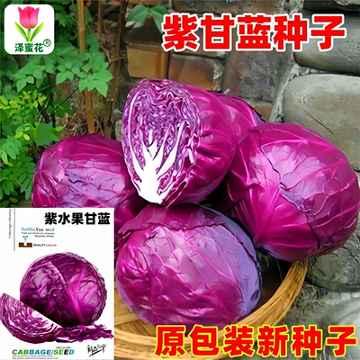 正宗包对版紫水果甘蓝种子原包装