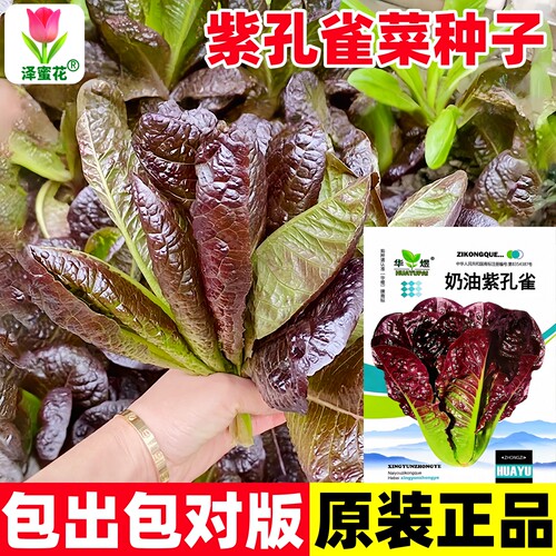 正品原包装奶油紫孔雀菜种子包出