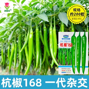 杭椒168一代杂交辣椒种子抗病高产香辣味美可摘青红果羊角椒种籽