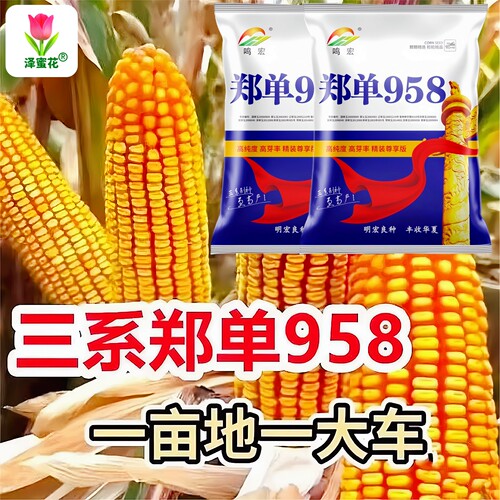 国审大棒玉米种子郑单958三斤装