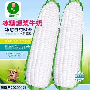 冰糖爆浆牛奶水果玉米种子大全华耐白甜糯509高产玉米种籽蔬菜种