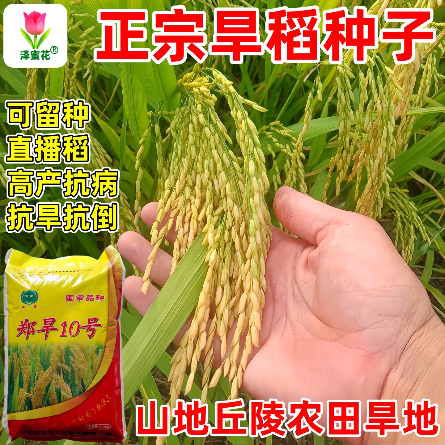 郑旱10号旱稻种子高产抗病抗旱抗倒可留种圆粒珍珠米直播水稻种籽