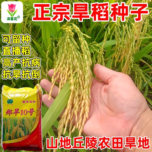 正宗郑旱10号旱稻种子【25斤装】