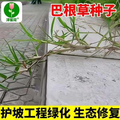 新种巴根草牛筋草籽批发量大优惠