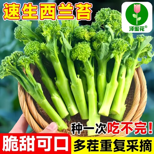 正宗美味西兰苔种子可多茬采收