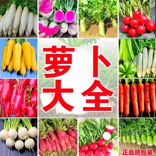 正品原包装萝卜种子大全包对版