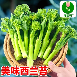 西兰苔种子苗西洋芥兰种籽芥蓝菜苔四季秧苗高产西兰花蔬菜孑菜苗