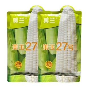 美玉27号加甜糯玉米种子长筒型矮杆大穗高产大田专用水果玉米种籽