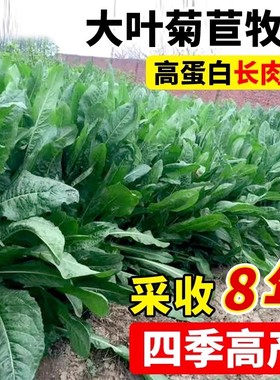 将军大叶菊苣草种籽多年生牧草种子四季养殖猪鸭鹅鸡兔牛羊猪草孑