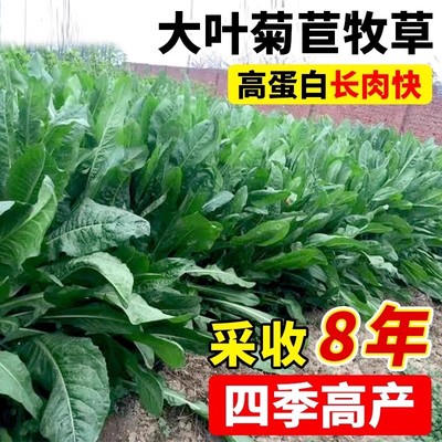 大叶将军菊苣草牧草种子厂家批发