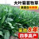 将军大叶菊苣草种籽多年生牧草种子四季 养殖猪鸭鹅鸡兔猪牛羊草籽