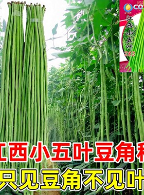 正宗江西小五叶豆角种子只见豆角