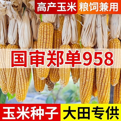 郑单958国审玉米种子正品原包装