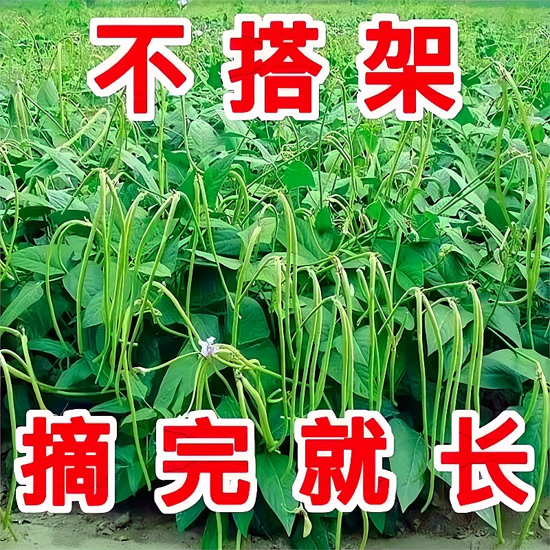 懒人不搭架无架豆种子特长豆角豇豆种籽地豆四季种植高产蔬菜种孑