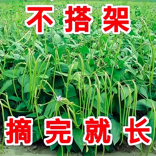 摘不摘无架四季豆豇豆正品原包装
