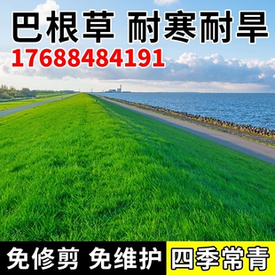 巴根草种子矮生耐热抗旱铁线草蟋蟀草防水土流失护坡固土牛筋草籽