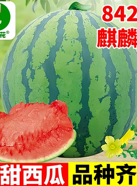 西瓜种子大全高产早佳8424冰糖麒麟巨型懒汉瓜王美都盆栽西瓜种籽