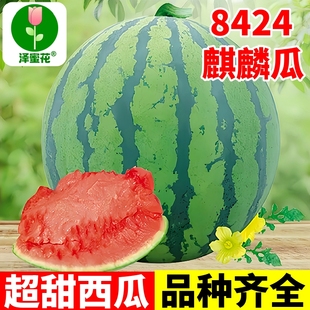 西瓜种子大全高产早佳8424冰糖麒麟巨型懒汉瓜王美都盆栽西瓜种籽