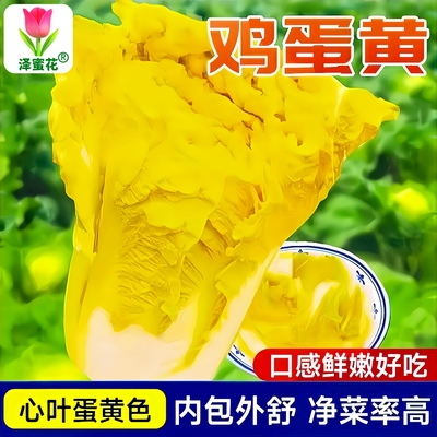 正品原包装鸡蛋黄大白菜种子春秋