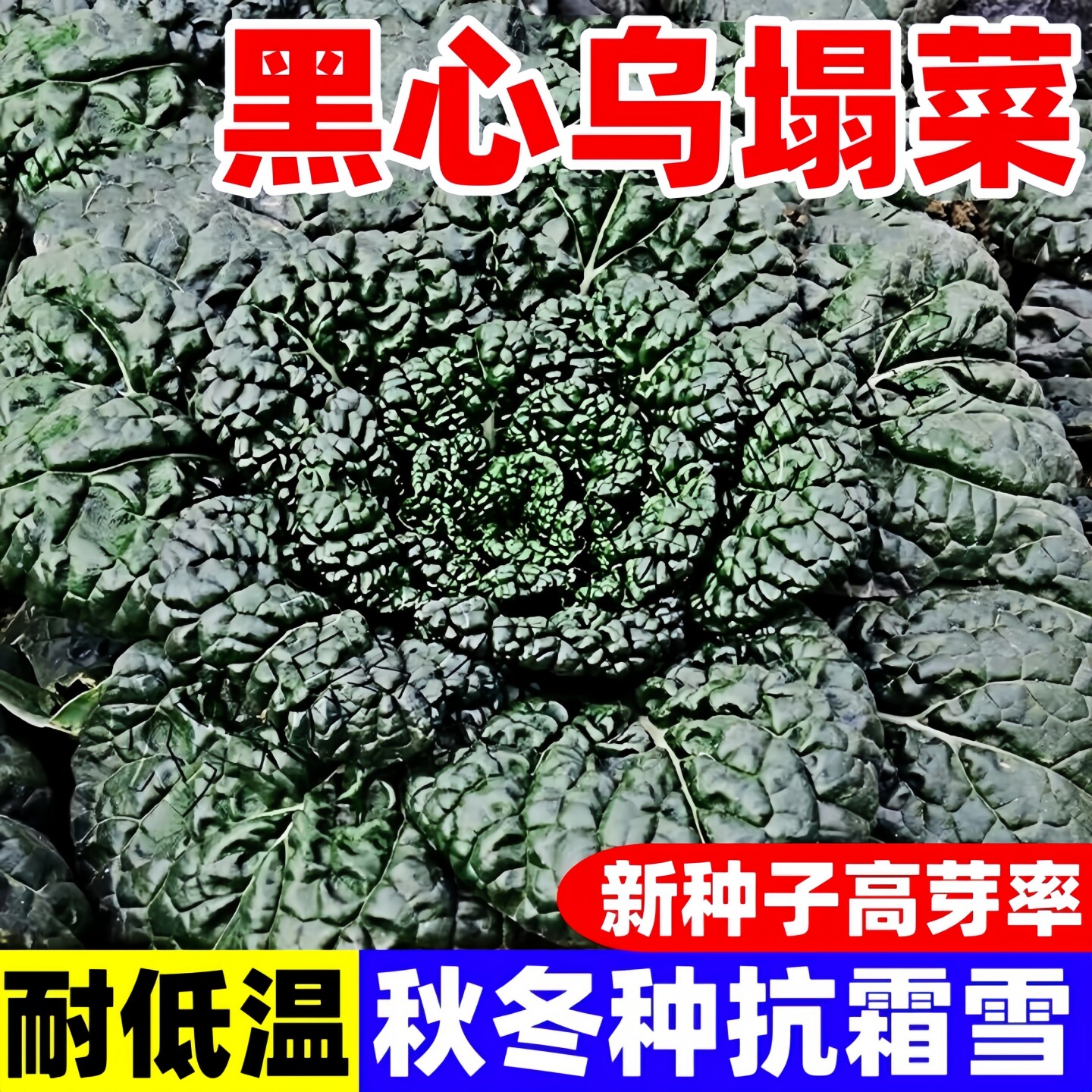 正宗黑心乌塌菜种子秋季蔬菜种子图片