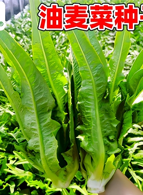 油麦菜种子四季播种米香味红油麦菜籽种耐寒阳台盆栽蔬菜种孑大全