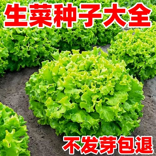 生菜种子大全四季都能种正品保证