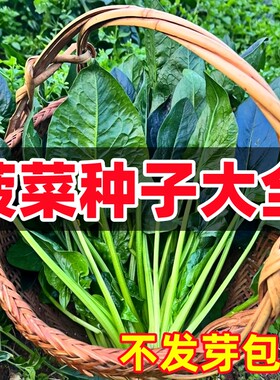 菠菜种子大全四季型品种抗热耐寒